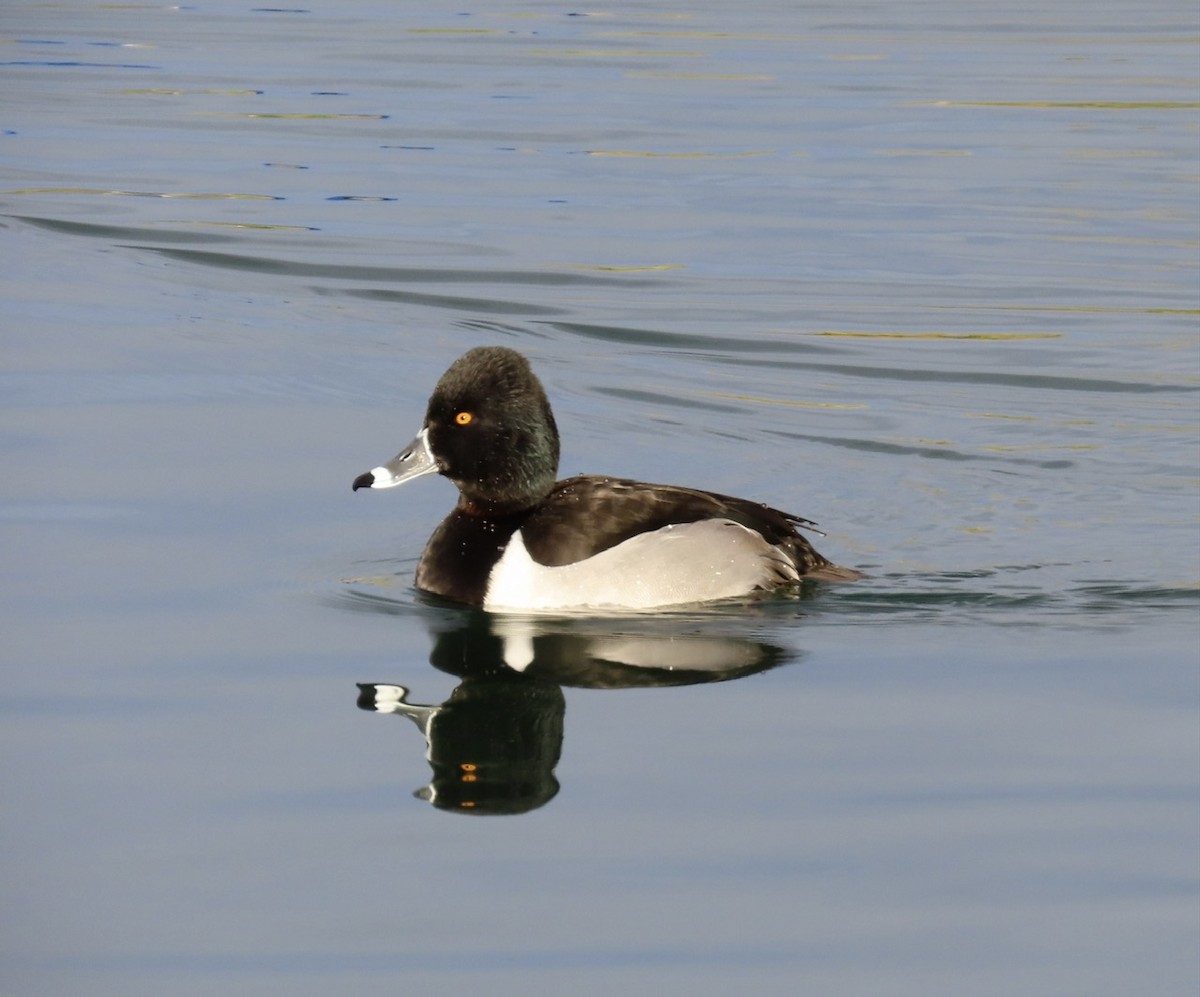 Ring-necked Duck - ML520648731