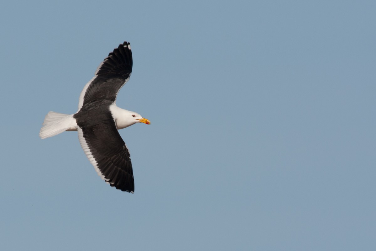 Kelp Gull - ML520648821