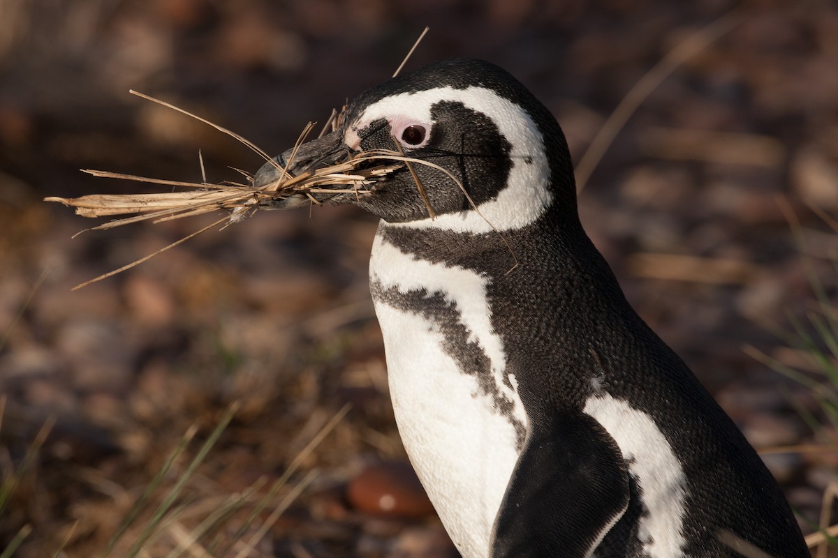 Magellanic Penguin - ML520648921