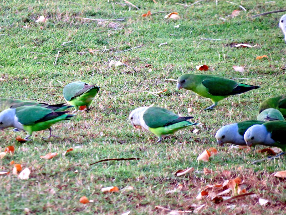 Gray-headed Lovebird - ML52064901