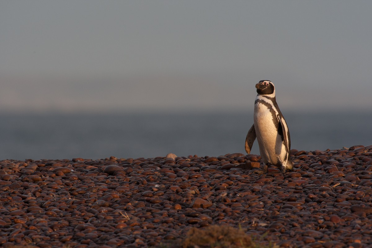 Magellanic Penguin - ML520649071