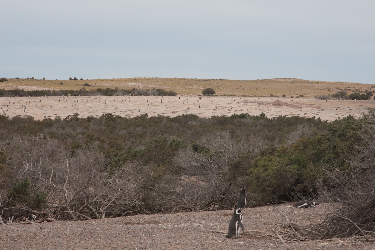 Magellanic Penguin - ML520649081