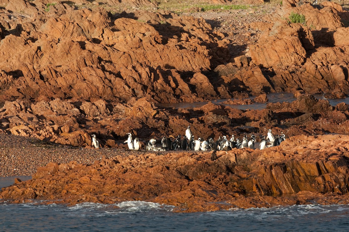 Magellanic Penguin - ML520649091