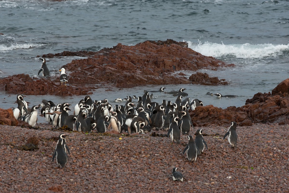 Magellanic Penguin - ML520649101