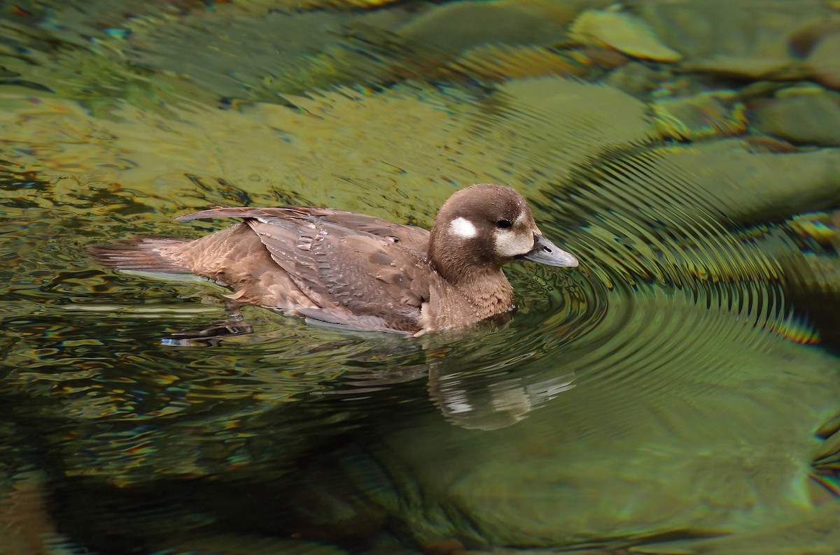 Harlequin Duck - J. Marty Paige