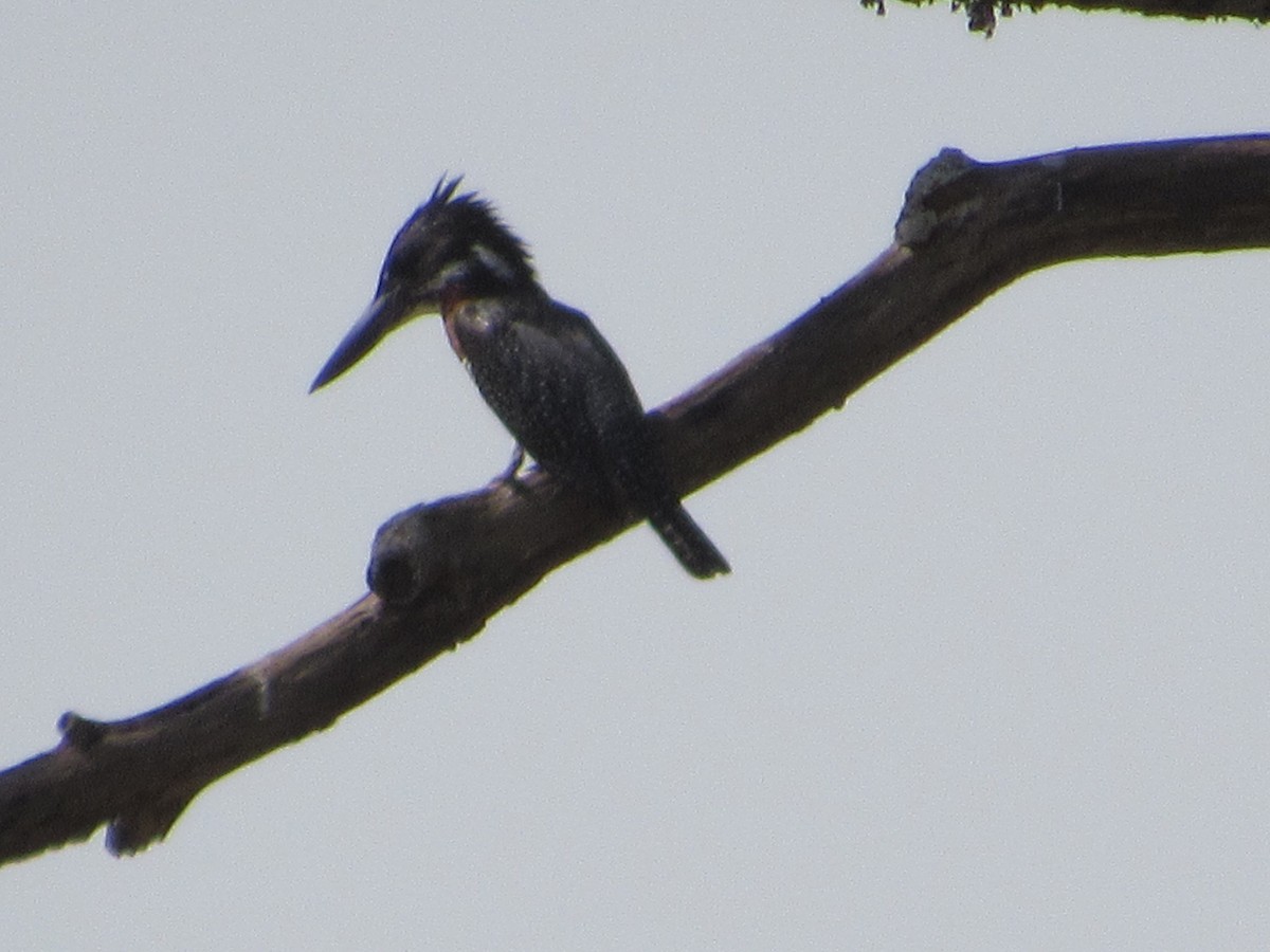 Martin-pêcheur géant - ML520650251