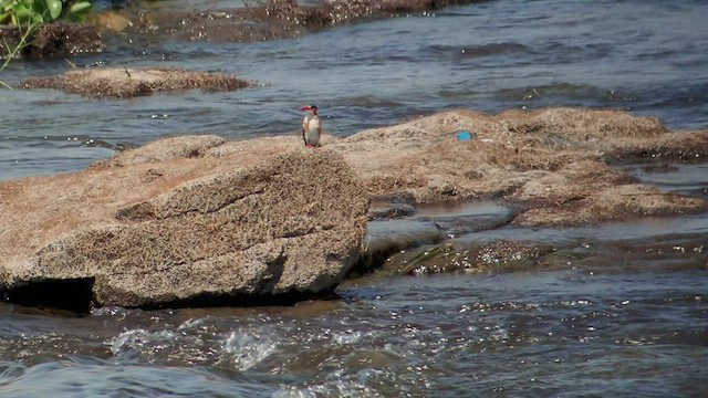 Malachite Kingfisher - ML520650551