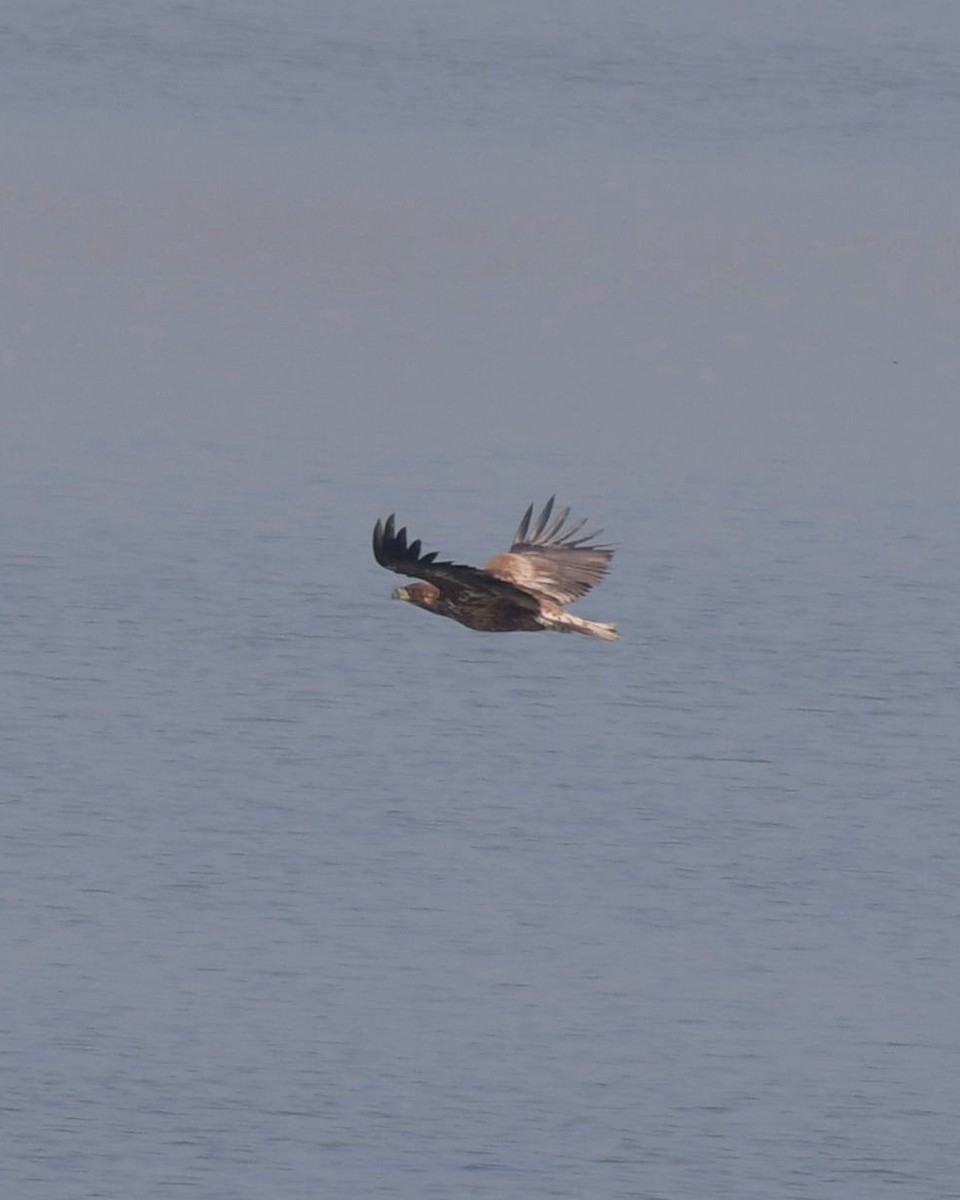 White-tailed Eagle - Partha Saradhi Allam