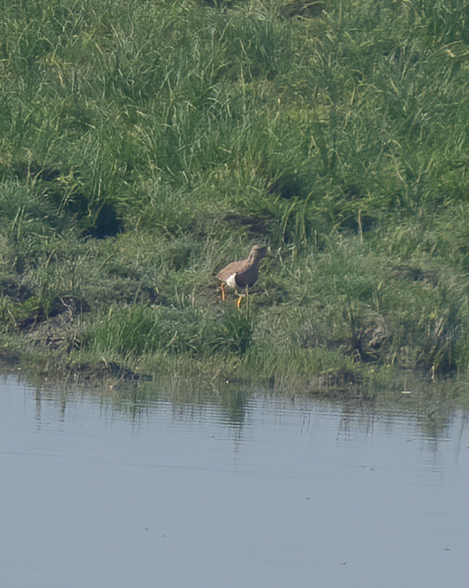 Gray-headed Lapwing - ML520652901