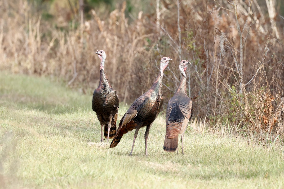 Wild Turkey - ML520653061