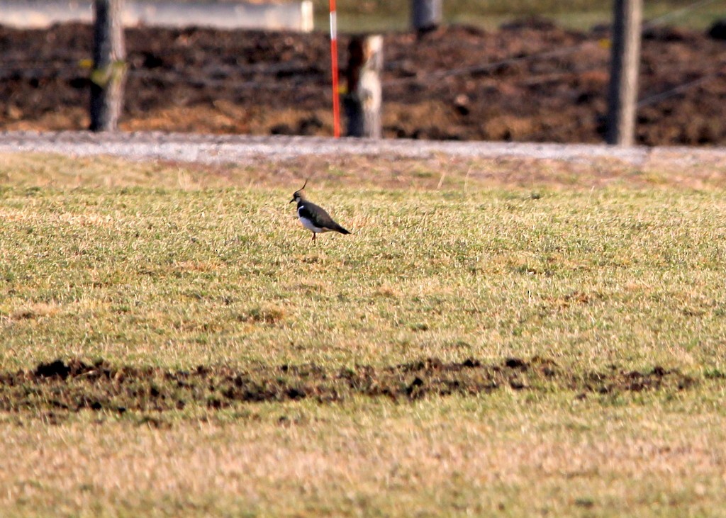 Northern Lapwing - ML520654121