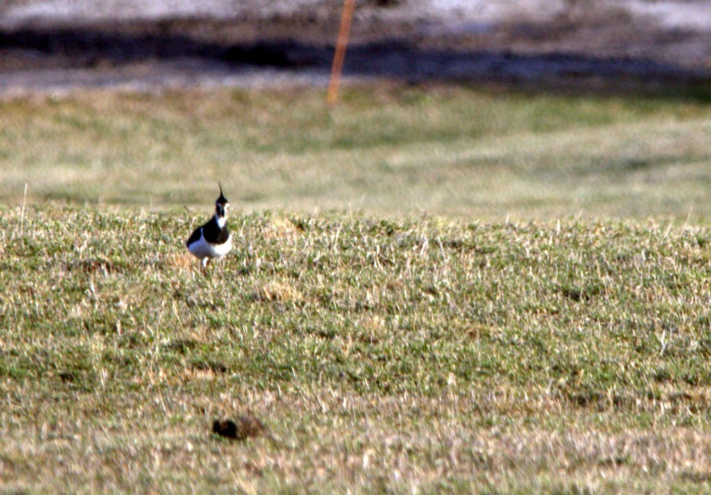 Northern Lapwing - ML520654131