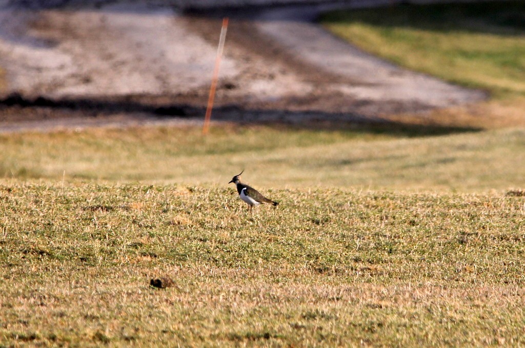 Northern Lapwing - ML520654141