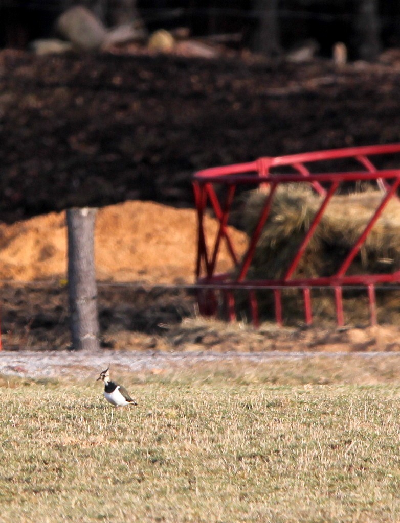 Northern Lapwing - Tracy Grondin