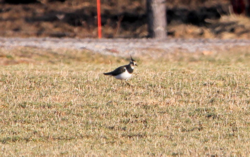 Northern Lapwing - ML520654161