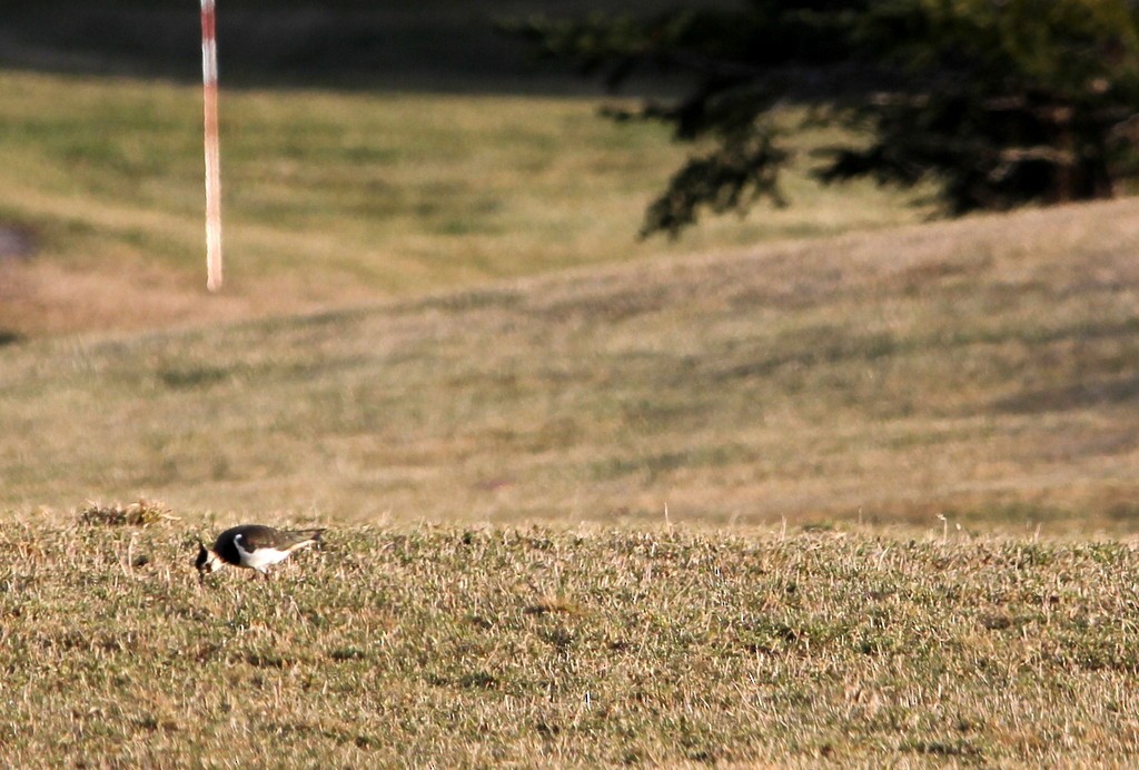 Northern Lapwing - Tracy Grondin