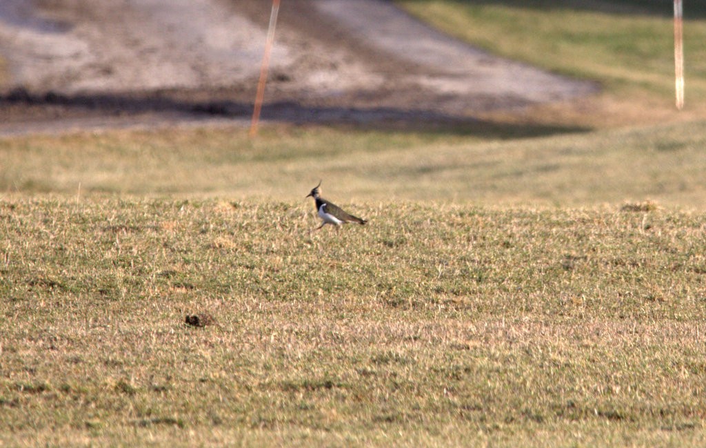 Northern Lapwing - ML520654181