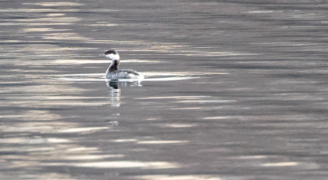 Horned Grebe - ML520654471