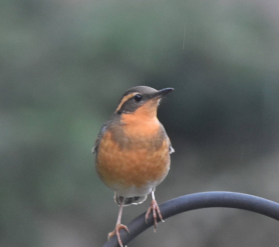 Varied Thrush - ML520654931