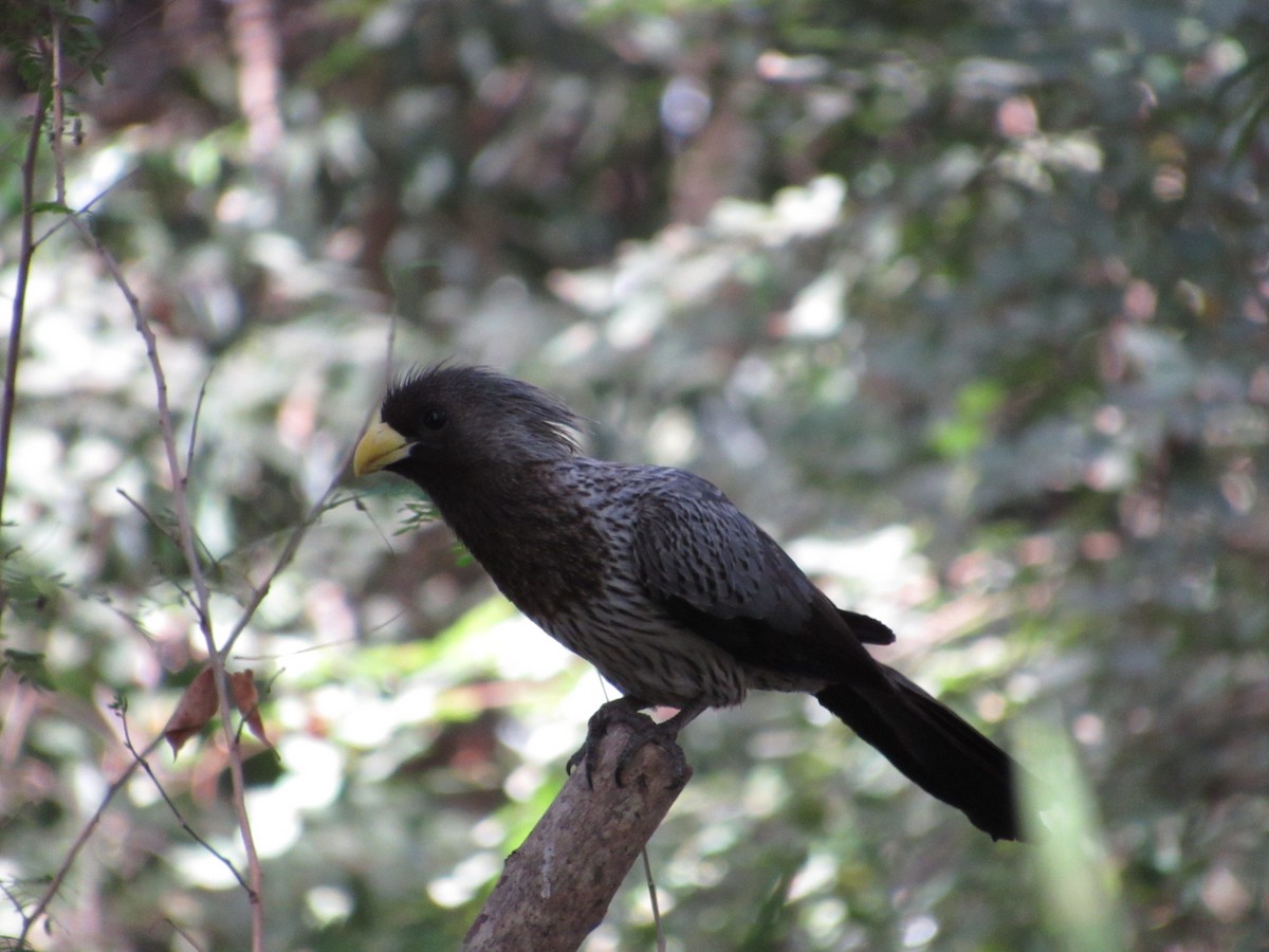 Western Plantain-eater - ML520655391