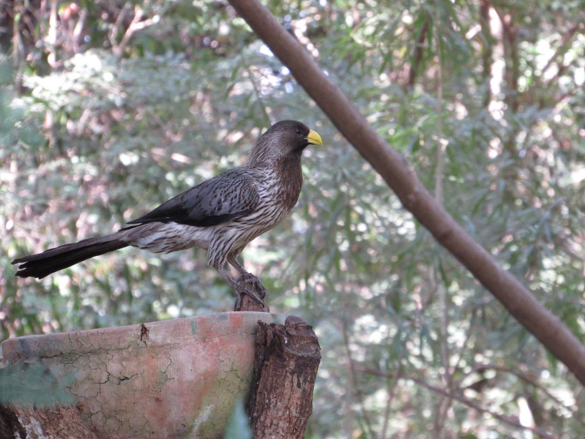 Turaco Gris Occidental - ML520655441