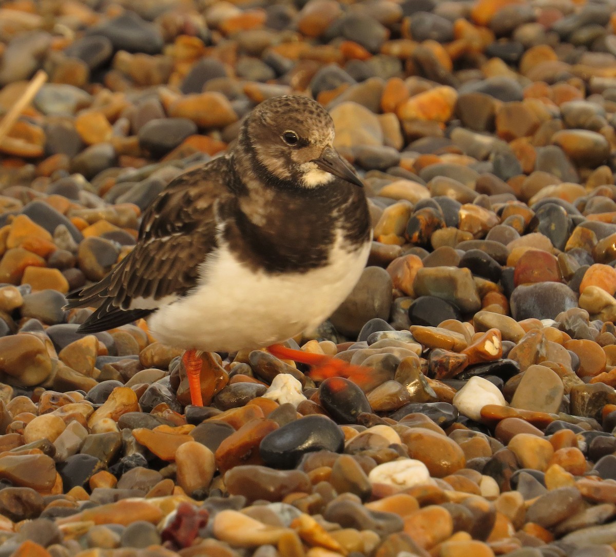 Ruddy Turnstone - ML520655551