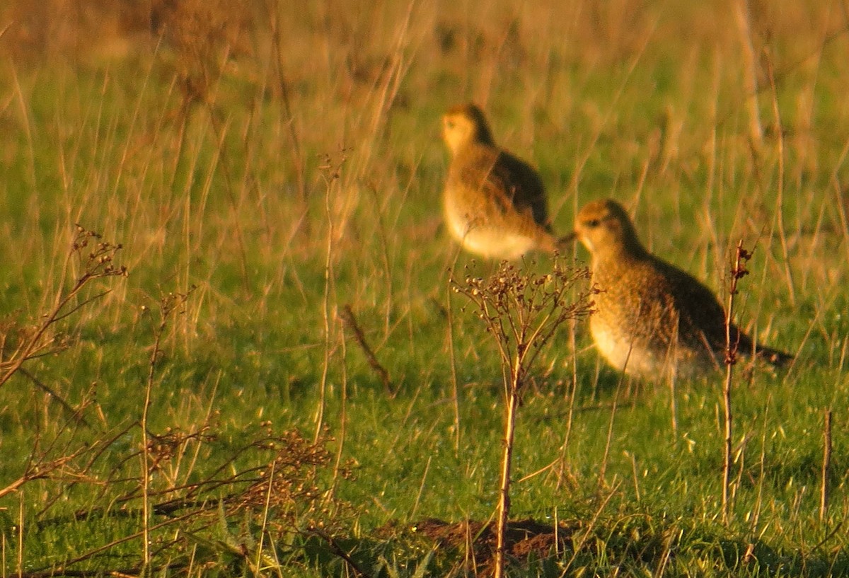 European Golden-Plover - ML520655711