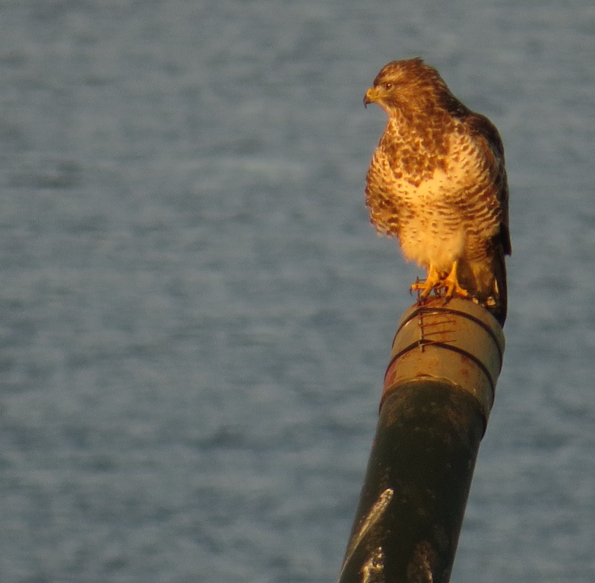 Common Buzzard - ML520655801