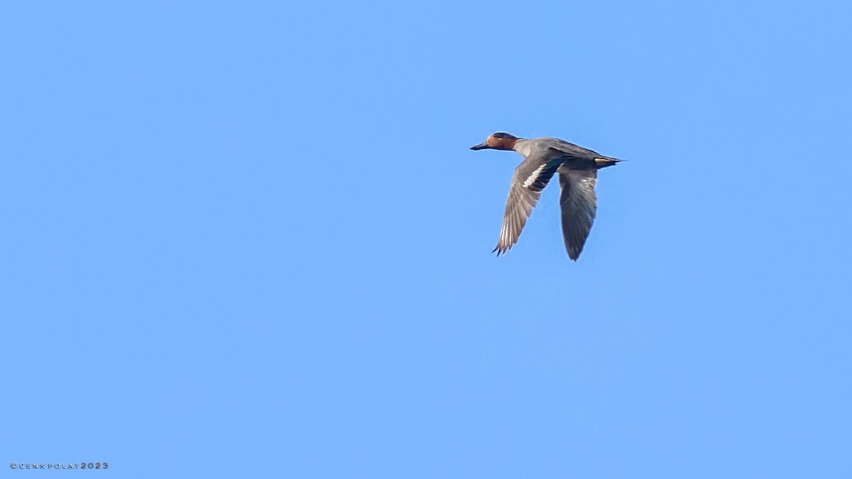 Green-winged Teal - ML520655881