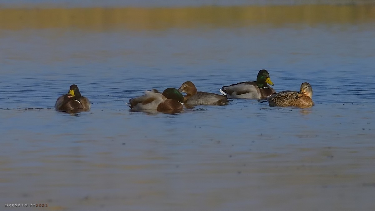 Common Pochard - ML520655911