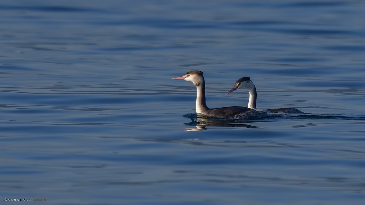 Great Crested Grebe - ML520655941