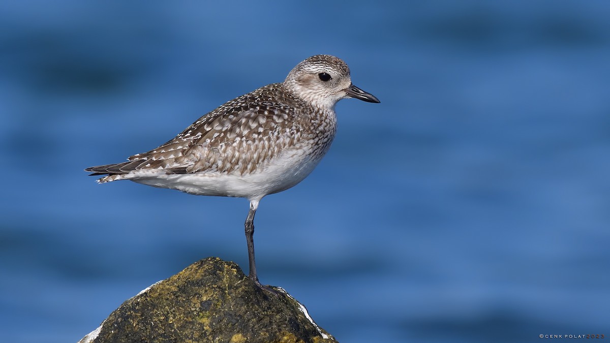 Black-bellied Plover - ML520655961