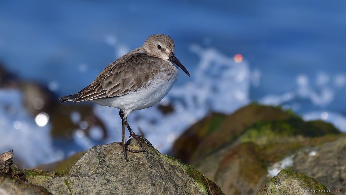 Alpenstrandläufer - ML520656011