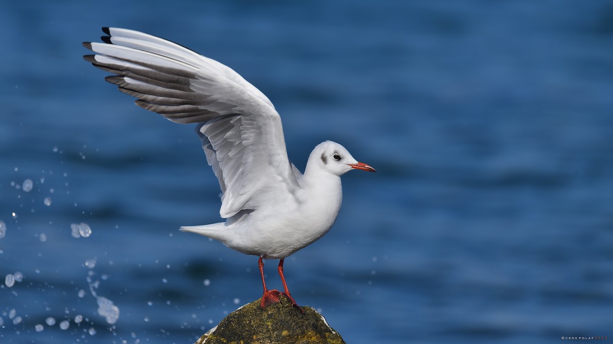 Black-headed Gull - ML520656131