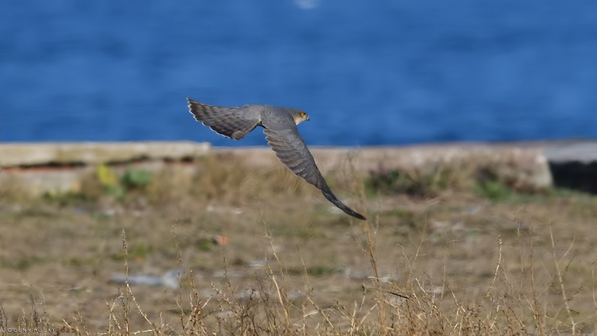 Eurasian Sparrowhawk - ML520656211