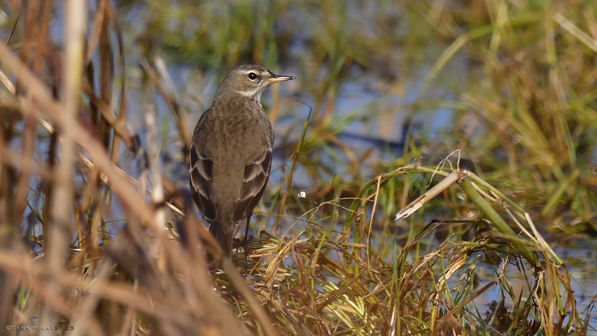 Water Pipit - ML520656231