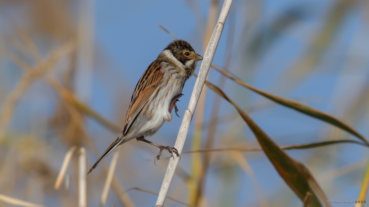 Reed Bunting - ML520656251