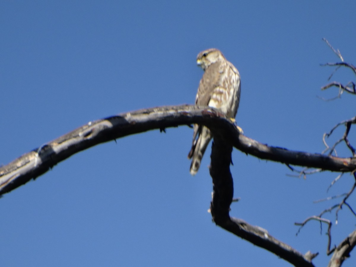 Merlin - ML520656511