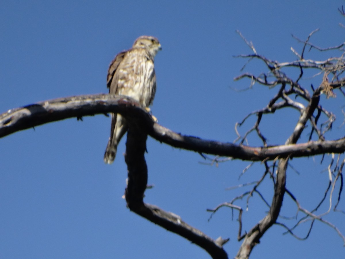 Merlin - ML520656521