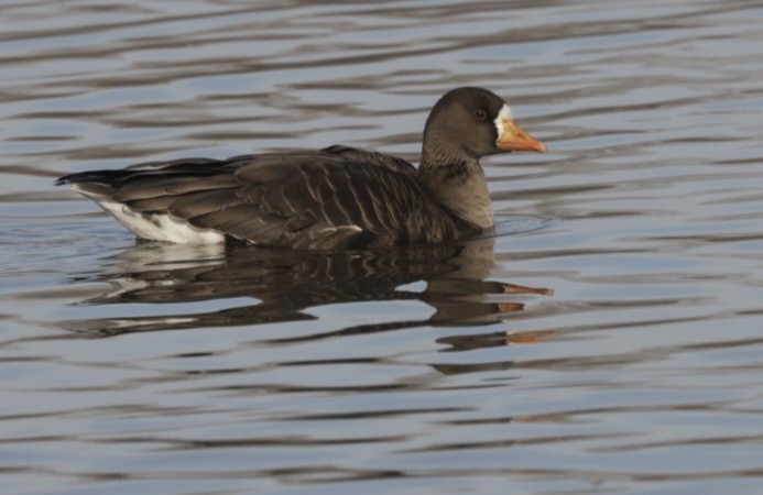 Greater White-fronted Goose - ML520656961