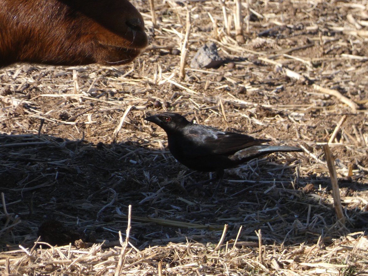 Bronzed Cowbird - ML520657371