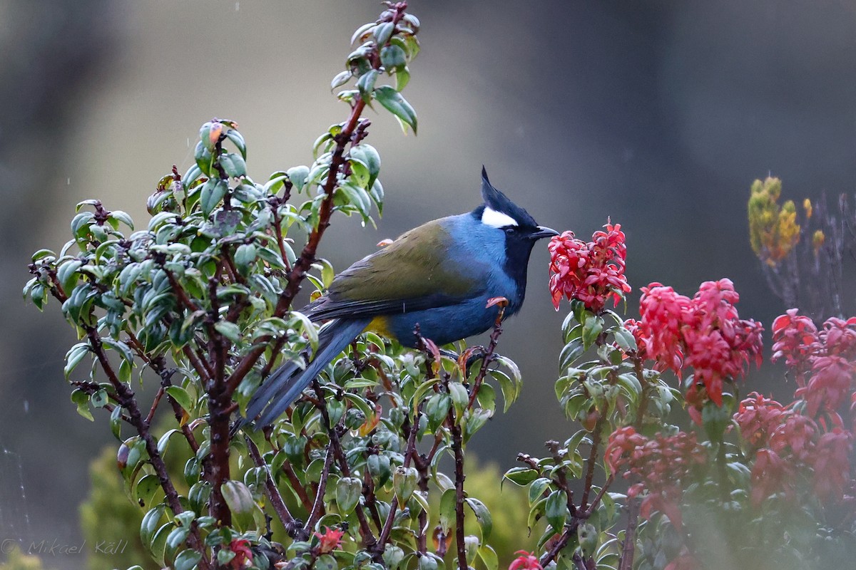 Western Crested Berrypecker - ML520657561