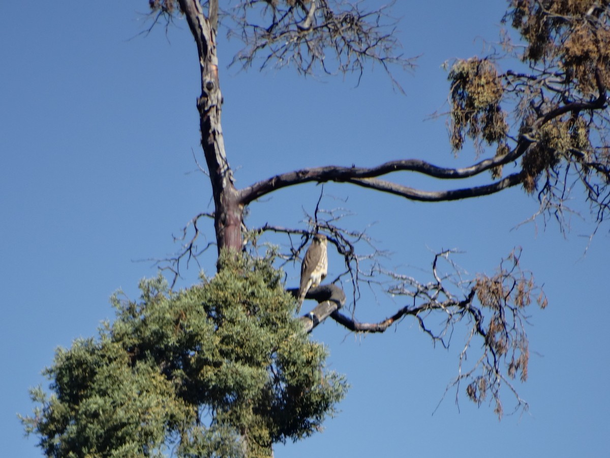 Merlin - ML520657661