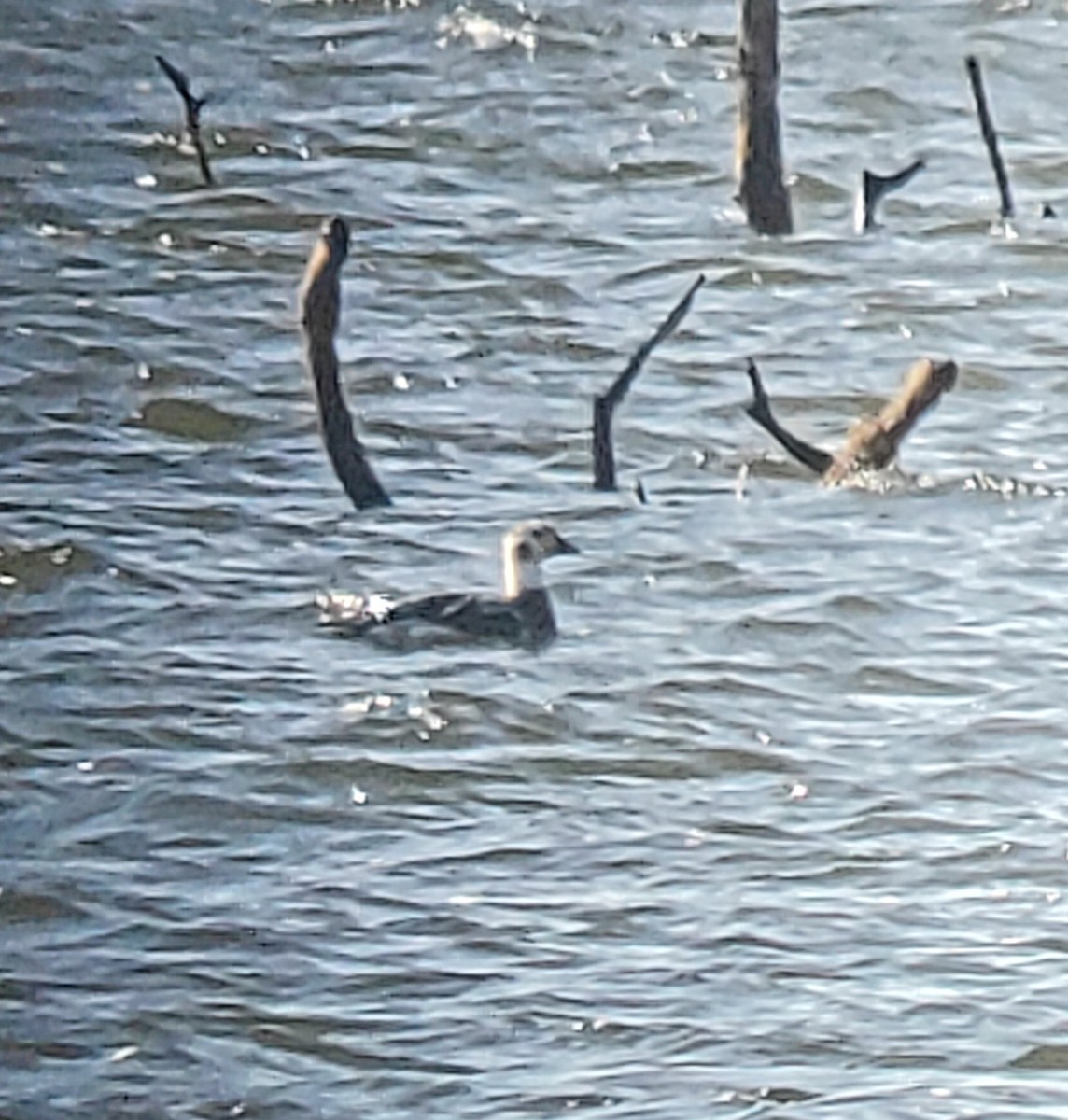 Long-tailed Duck - ML520658051