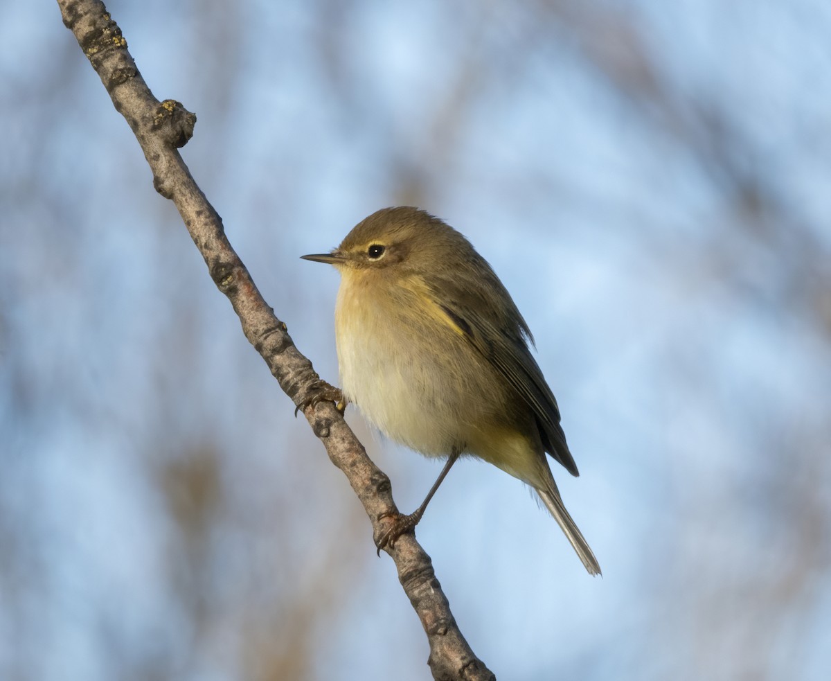 Mosquitero Común - ML520659281