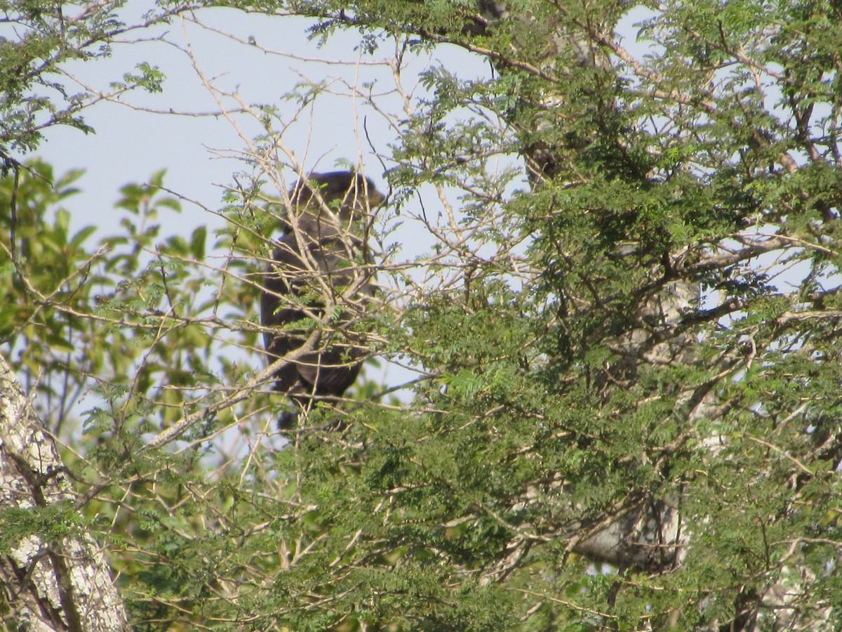 Banded Snake-Eagle - Mike Ball