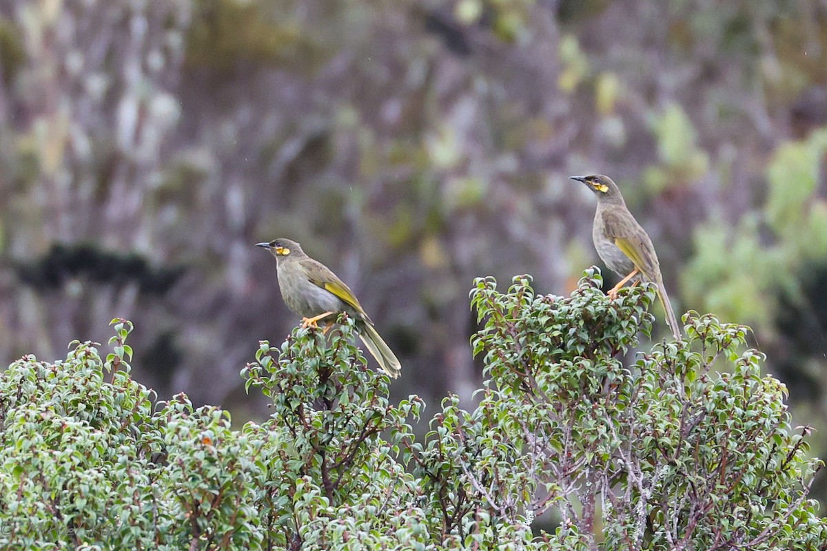 Orange-cheeked Honeyeater - ML520660241