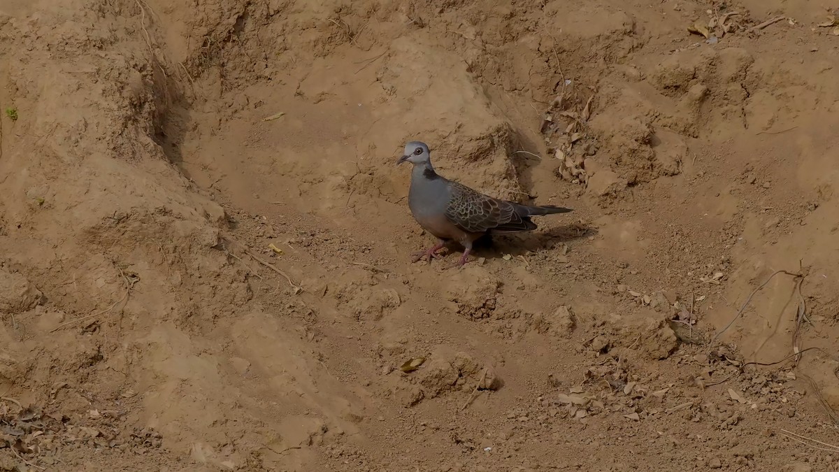 Adamawa Turtle-Dove - Josep del Hoyo