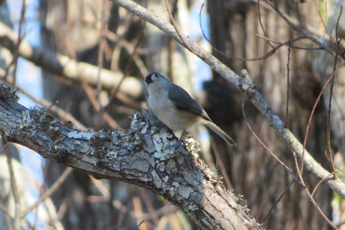 Tufted Titmouse - ML520660831