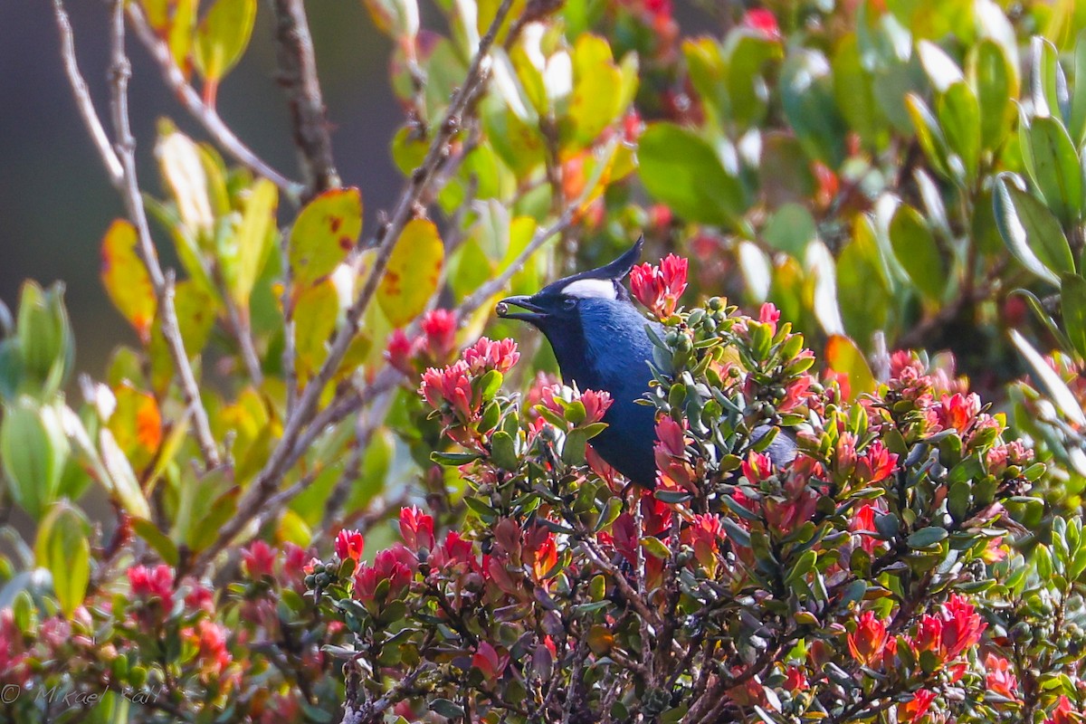 Western Crested Berrypecker - ML520661251